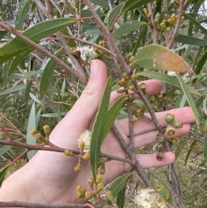 Eucalyptus stricta at Tianjara, NSW - 20 May 2023