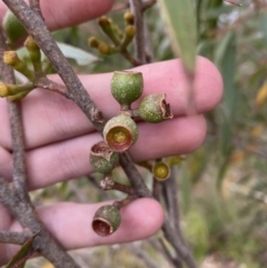 Eucalyptus stricta at Jerrawangala National Park - 20 May 2023 01:05 PM