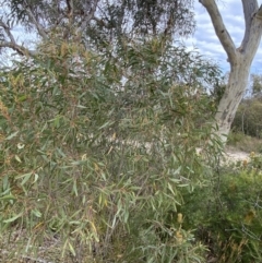Eucalyptus stricta at Jerrawangala National Park - 20 May 2023