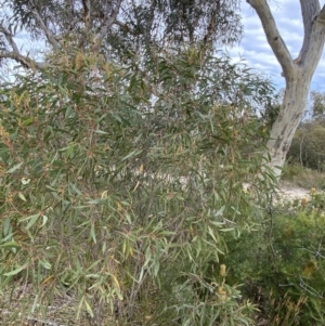 Eucalyptus stricta at Jerrawangala National Park - 20 May 2023 01:05 PM