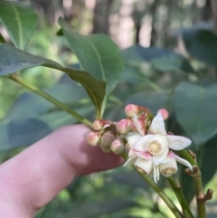 Synoum glandulosum subsp. glandulosum (Scentless Rosewood) at Jerrawangala National Park - 20 May 2023 by Tapirlord