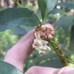 Synoum glandulosum subsp. glandulosum at Jerrawangala, NSW - 20 May 2023