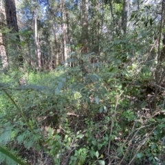 Synoum glandulosum subsp. glandulosum at Jerrawangala, NSW - 20 May 2023
