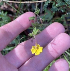 Goodenia heterophylla at Jerrawangala, NSW - 20 May 2023