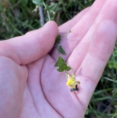 Goodenia heterophylla at Jerrawangala, NSW - 20 May 2023