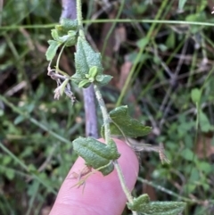 Goodenia heterophylla at Jerrawangala, NSW - 20 May 2023