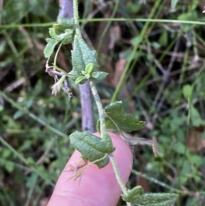 Goodenia heterophylla at Jerrawangala, NSW - 20 May 2023