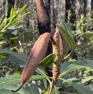 Telopea speciosissima at Jerrawangala, NSW - 20 May 2023
