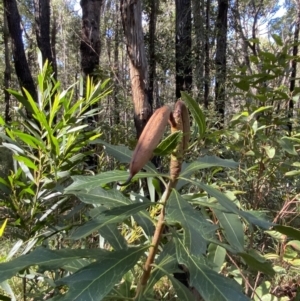 Telopea speciosissima at Jerrawangala, NSW - 20 May 2023