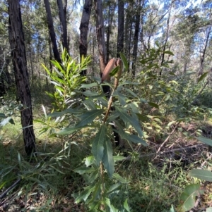 Telopea speciosissima at Jerrawangala, NSW - 20 May 2023