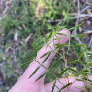 Boronia thujona at Jerrawangala, NSW - suppressed