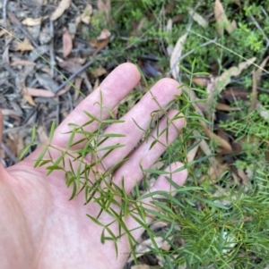 Boronia thujona at Jerrawangala, NSW - suppressed