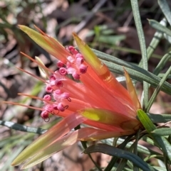 Lambertia formosa (Mountain Devil) at Jerrawangala National Park - 20 May 2023 by Tapirlord
