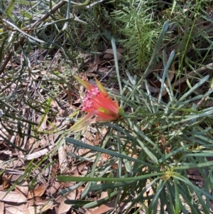 Lambertia formosa at Jerrawangala, NSW - 20 May 2023