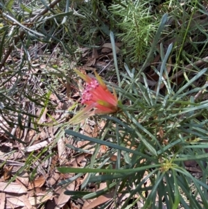Lambertia formosa at Jerrawangala, NSW - 20 May 2023