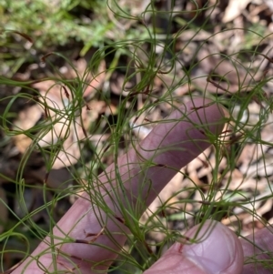 Caustis flexuosa at Jerrawangala, NSW - 20 May 2023