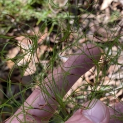 Caustis flexuosa (Curly Wigs) at Jerrawangala National Park - 20 May 2023 by Tapirlord