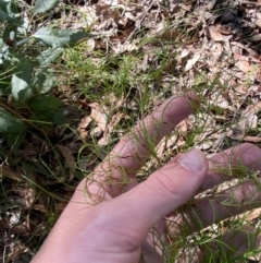 Caustis flexuosa at Jerrawangala, NSW - suppressed