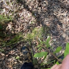 Caustis flexuosa at Jerrawangala, NSW - 20 May 2023