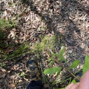 Caustis flexuosa at Jerrawangala, NSW - suppressed