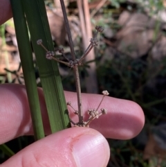 Lomandra multiflora (Many-flowered Matrush) at Jerrawangala National Park - 20 May 2023 by Tapirlord