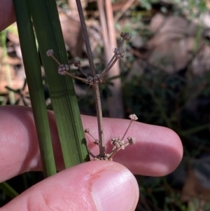 Lomandra multiflora at Jerrawangala, NSW - 20 May 2023