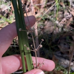 Lomandra multiflora at Jerrawangala, NSW - 20 May 2023 12:09 PM