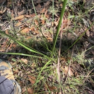 Lomandra multiflora at Jerrawangala, NSW - 20 May 2023 12:09 PM