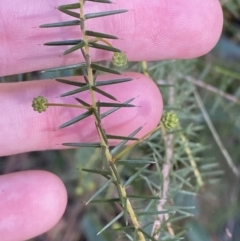 Acacia ulicifolia (Prickly Moses) at Jerrawangala National Park - 20 May 2023 by Tapirlord