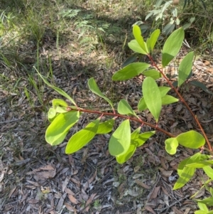 Persoonia levis at Jerrawangala, NSW - suppressed