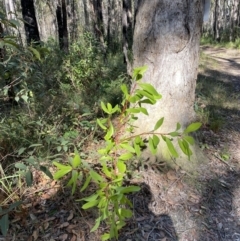 Persoonia levis at Jerrawangala, NSW - suppressed