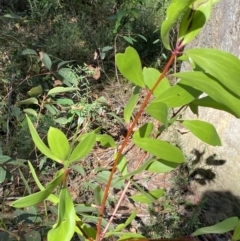 Persoonia levis at Jerrawangala, NSW - suppressed