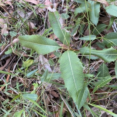 Lomatia ilicifolia (Holly Lomatia) at Jerrawangala, NSW - 20 May 2023 by Tapirlord