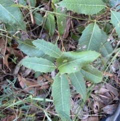 Lomatia ilicifolia at Jerrawangala, NSW - 20 May 2023