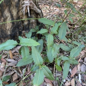 Lomatia ilicifolia at Jerrawangala, NSW - 20 May 2023