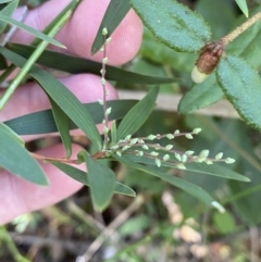 Leucopogon affinis (Lance Beard-heath) at Jerrawangala National Park - 20 May 2023 by Tapirlord