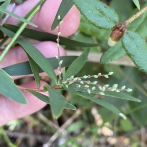 Leucopogon affinis at Jerrawangala, NSW - 20 May 2023 12:01 PM