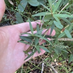 Leucopogon affinis at Jerrawangala, NSW - 20 May 2023