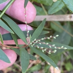 Leucopogon affinis at Jerrawangala, NSW - 20 May 2023