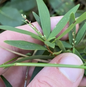 Leucopogon affinis at Jerrawangala, NSW - 20 May 2023