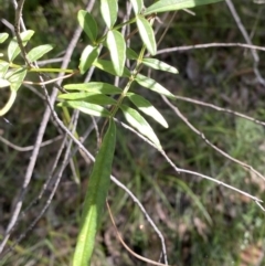 Pandorea pandorana (Wonga Wonga Vine) at Jerrawangala National Park - 20 May 2023 by Tapirlord