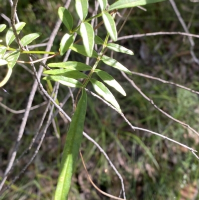 Pandorea pandorana (Wonga Wonga Vine) at Jerrawangala National Park - 20 May 2023 by Tapirlord