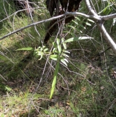 Pandorea pandorana at Jerrawangala, NSW - 20 May 2023 11:52 AM