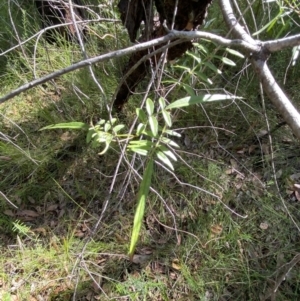 Pandorea pandorana at Jerrawangala, NSW - 20 May 2023