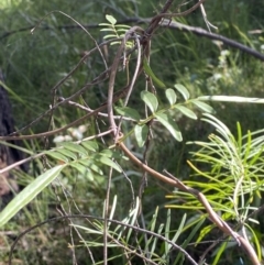 Pandorea pandorana at Jerrawangala, NSW - 20 May 2023