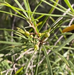 Persoonia linearis (Narrow-leaved Geebung) at Jerrawangala National Park - 20 May 2023 by Tapirlord