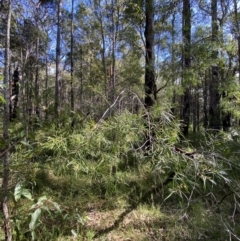 Persoonia linearis at Jerrawangala, NSW - 20 May 2023