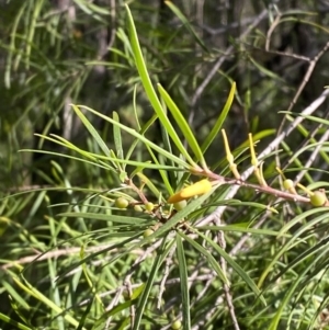 Persoonia linearis at Jerrawangala, NSW - suppressed