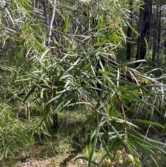 Persoonia linearis at Jerrawangala, NSW - 20 May 2023