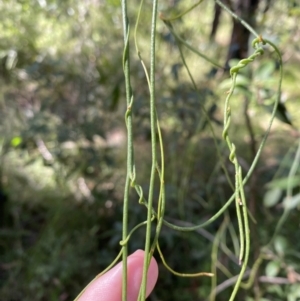 Cassytha glabella f. glabella at Jerrawangala, NSW - 20 May 2023